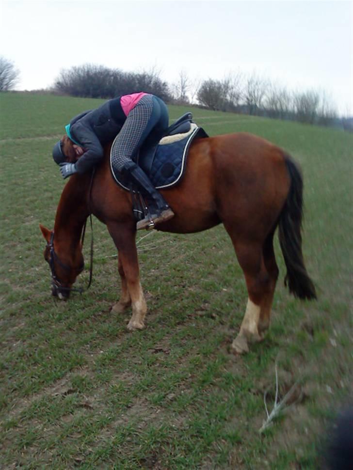 Hollandsk Sportspony Rico<3  - Damn Rico, ikke æde hele tiden !! billede 3