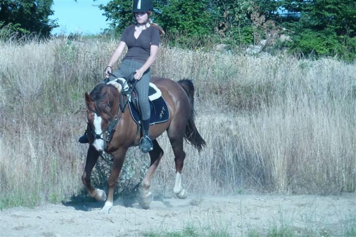 Hollandsk Sportspony Rico<3  billede 4