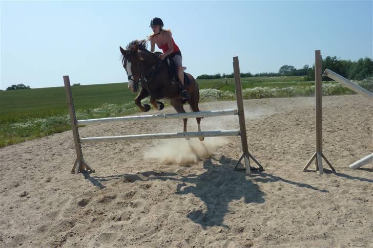 Hollandsk Sportspony Rico<3  billede 5