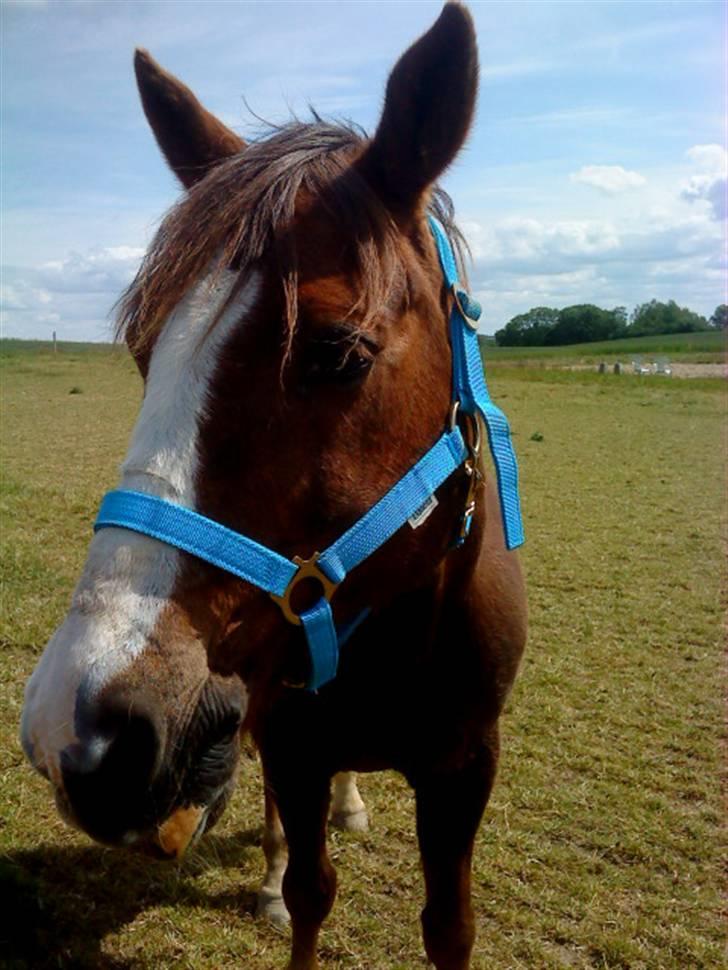 Hollandsk Sportspony Rico<3  - super skønt billed <3 billede 6