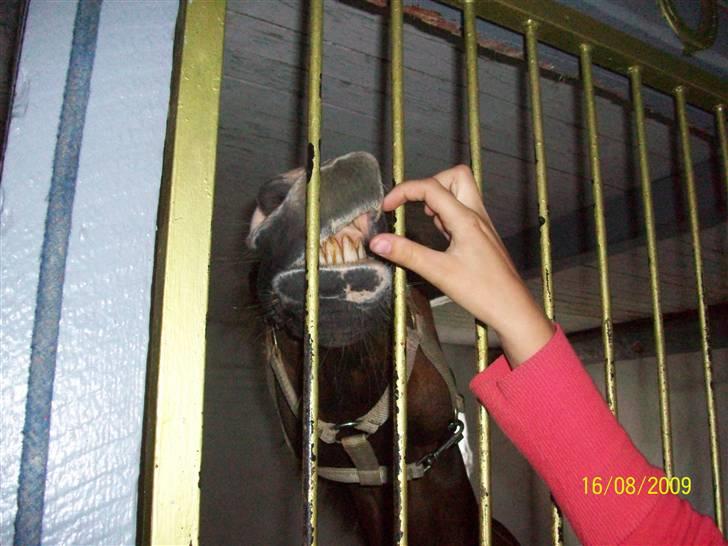 Hollandsk Sportspony Rico<3  billede 7