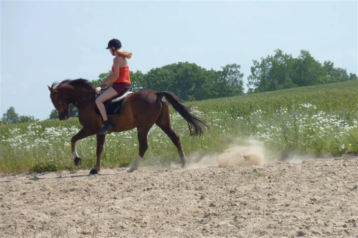 Hollandsk Sportspony Rico<3  billede 8