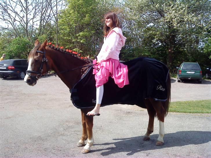 Hollandsk Sportspony Rico<3  - du var lyspunktet på dagen<3 billede 9