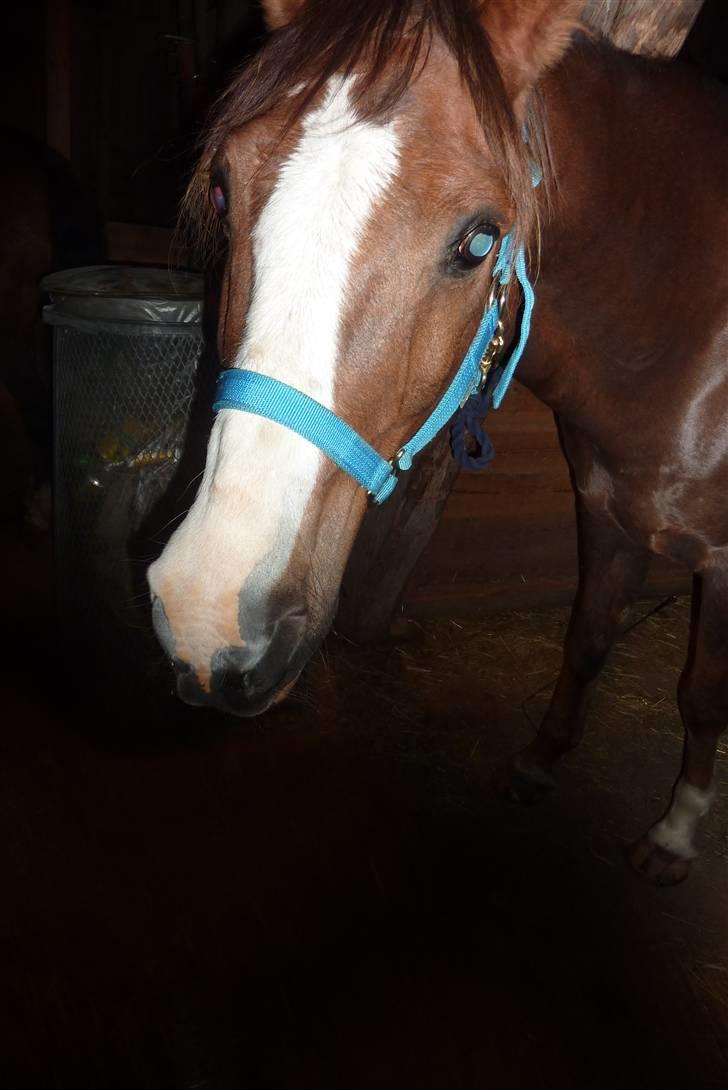 Hollandsk Sportspony Rico<3  - The one and only <3 billede 10