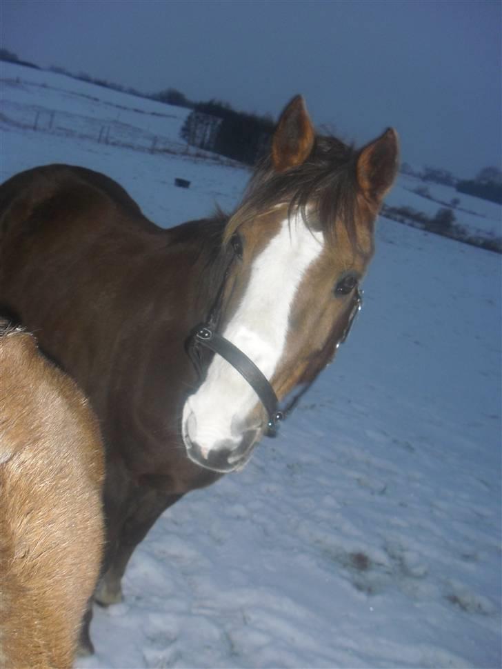 Hollandsk Sportspony Rico<3  billede 11