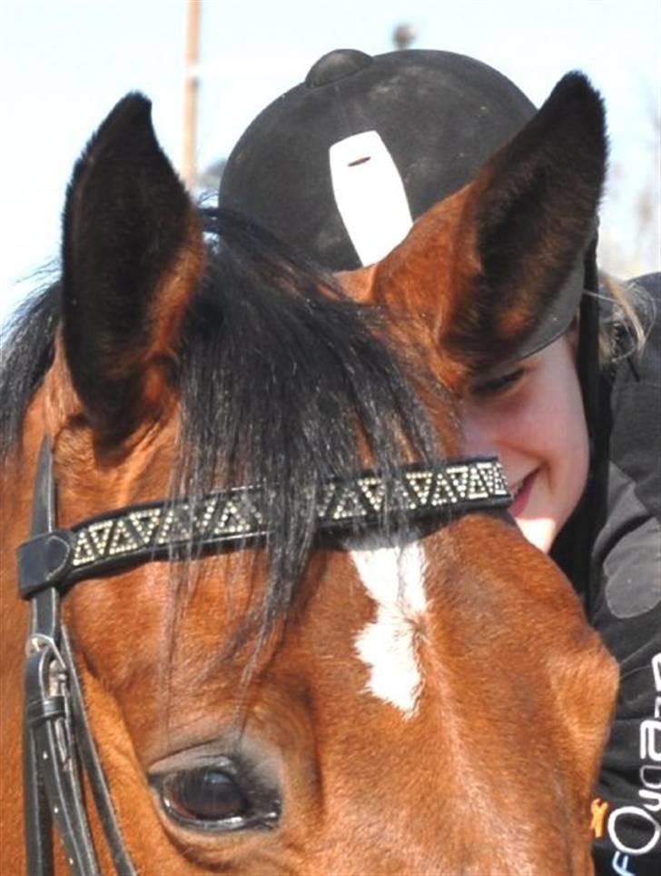 Trakehner Bertikow Stutteri Rødkær billede 1