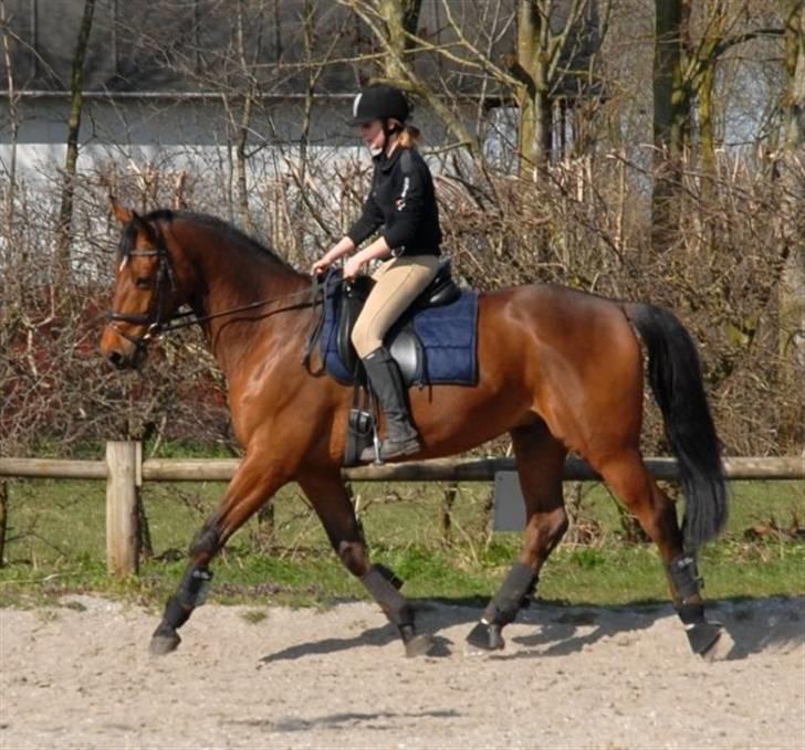 Trakehner Bertikow Stutteri Rødkær - anden gang jeg rider på ham :)  billede 2