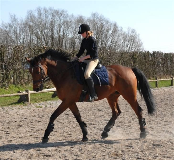 Trakehner Bertikow Stutteri Rødkær - anden gang jeg rider på ham, og det går super godt ;) billede 7