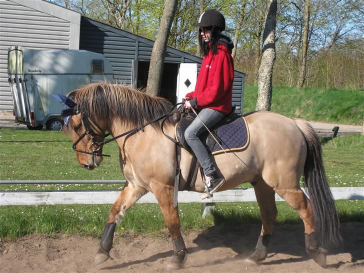 Anden særlig race Ingolf SOLGT - på forældredag jeg jeg lige hurtig skulle ride på ham billede 18