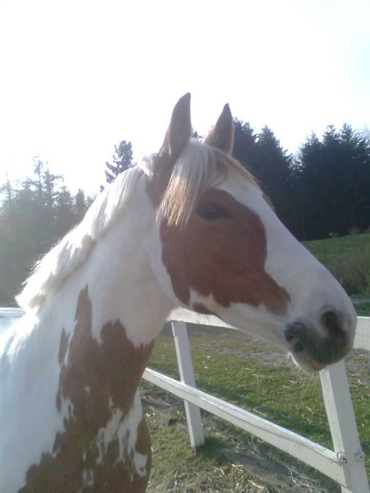 Pinto Bibi billede 8