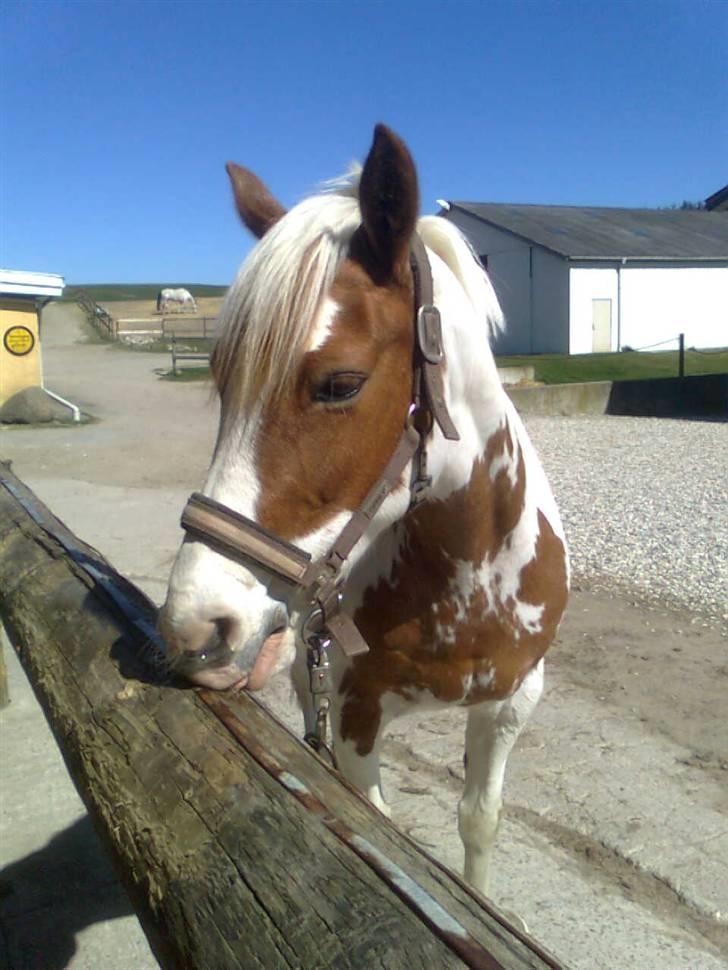 Pinto Bibi billede 12