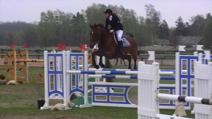 Hannoveraner - Gina Lady - 125cm. i Sverige april 2010 billede 1