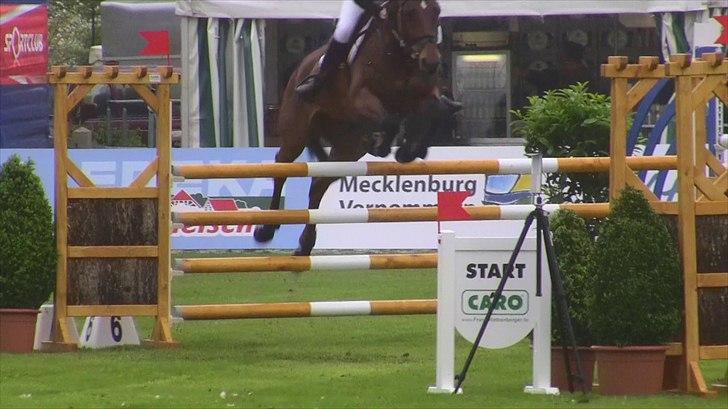 Hannoveraner - Gina Lady - 125cm. i Redefin 2010 billede 2