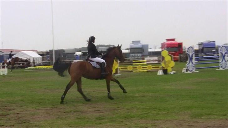 Hannoveraner - Gina Lady billede 3