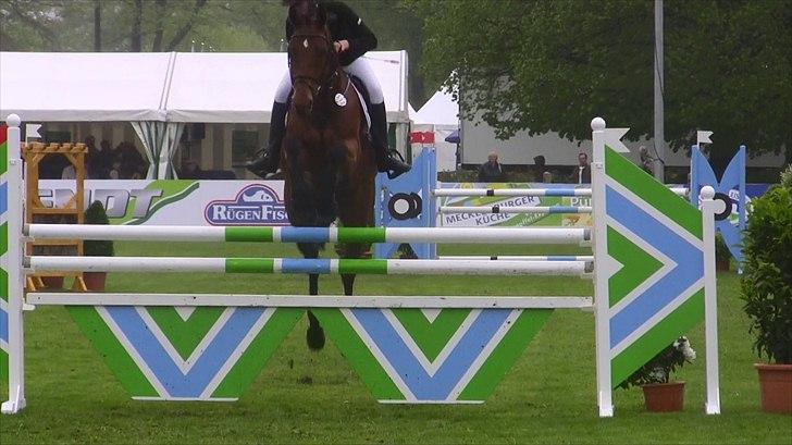 Hannoveraner - Gina Lady - 125cm. i Redefin (tyskland) 2010 billede 4