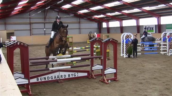 Hannoveraner - Gina Lady - LA** 2010 billede 5