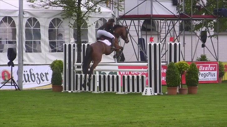 Hannoveraner - Gina Lady - 125cm. i Redefin 2010 billede 6