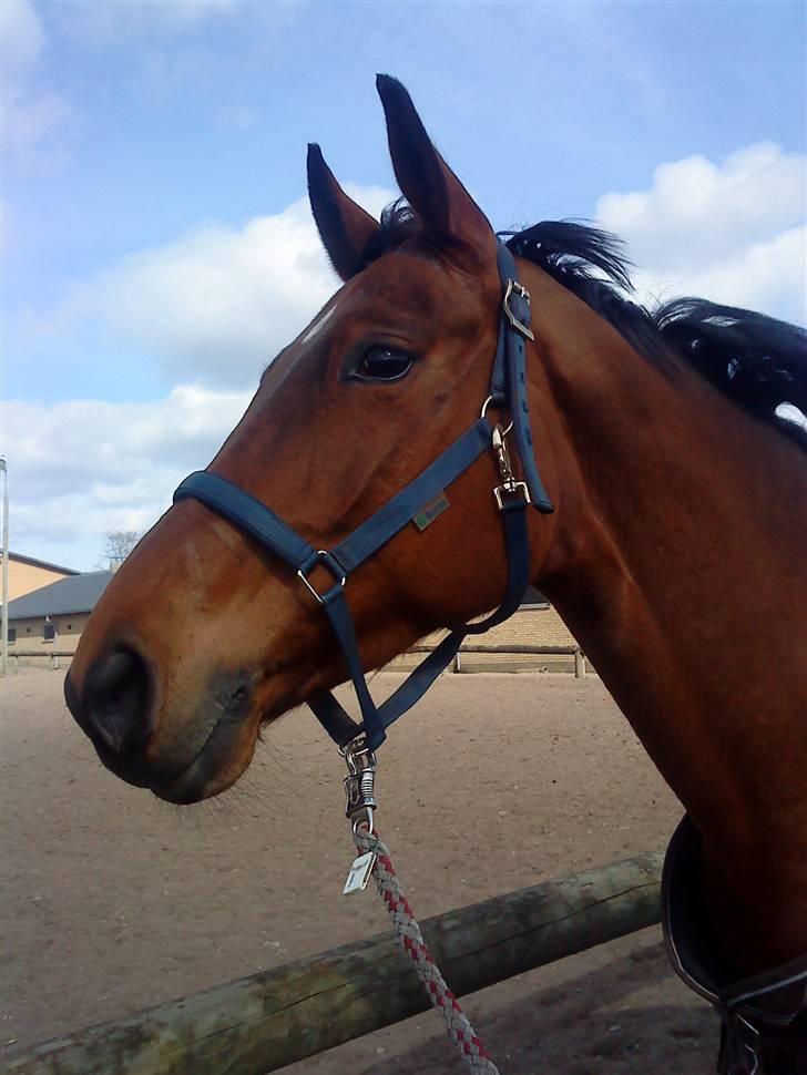 Hannoveraner - Gina Lady billede 8