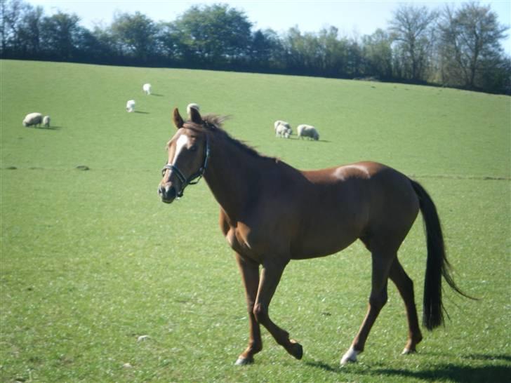 New Forest Nielands Mariebelle - på fold hjemme ved min bedstefar & bedstemor  billede 6