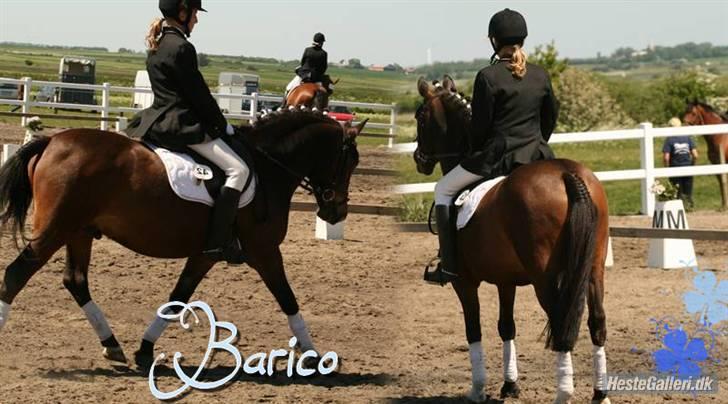 Anden særlig race barico ( solgt ): billede 10