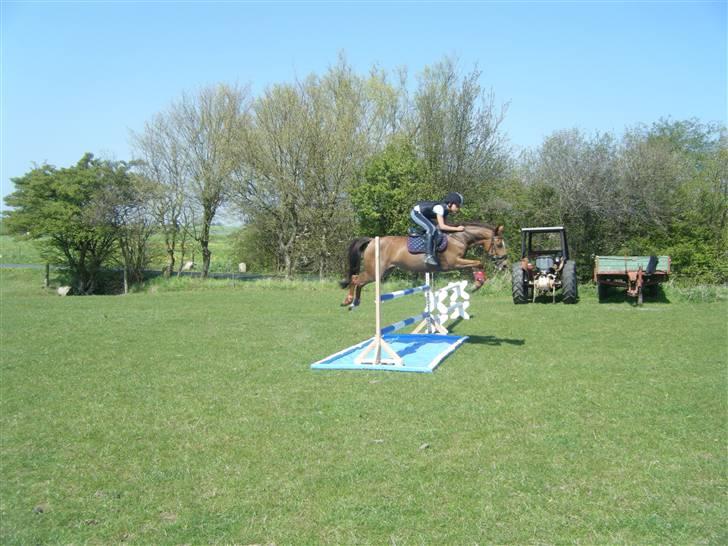 New Forest Nielands Mariebelle - belle var i hopla den dag billede 8