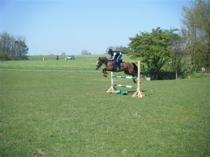 New Forest Nielands Mariebelle - i love you belle  skat billede 9