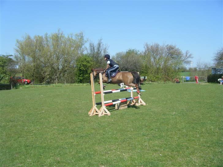 New Forest Nielands Mariebelle - elsker dig min skatte pige, du sprinder jo som en drøm <333 billede 10