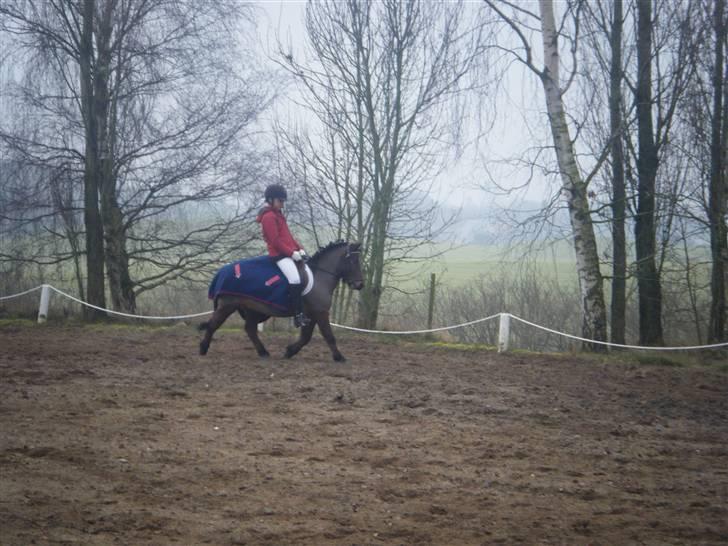 Anden særlig race bertram xD - til dressur stævene på bakkegård vandt begge lb2er billede 4