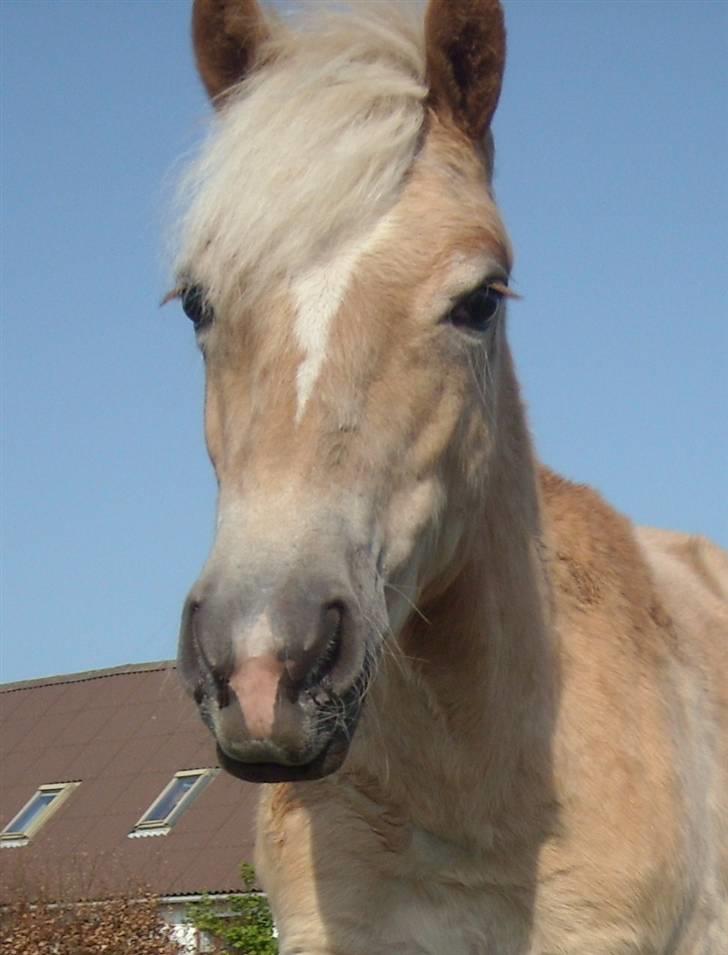 Haflinger Amadeus Lundsgaard(solgt) billede 13