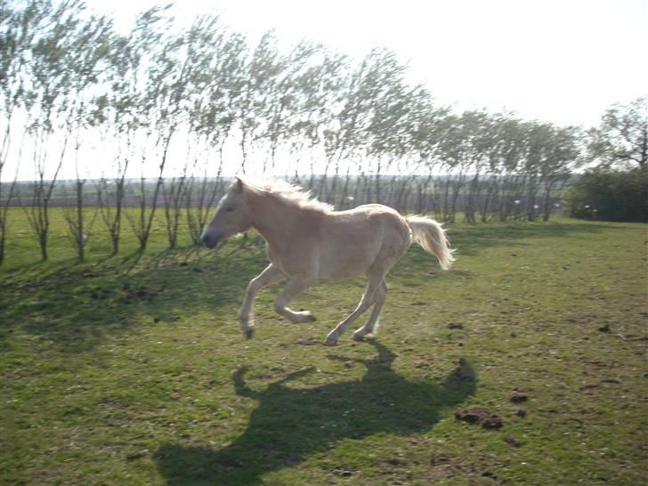 Haflinger Amadeus Lundsgaard(solgt) billede 16