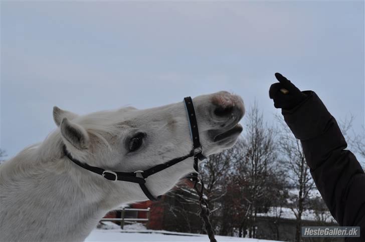 Welsh Pony (sec B) Kruchovs Dondey billede 18