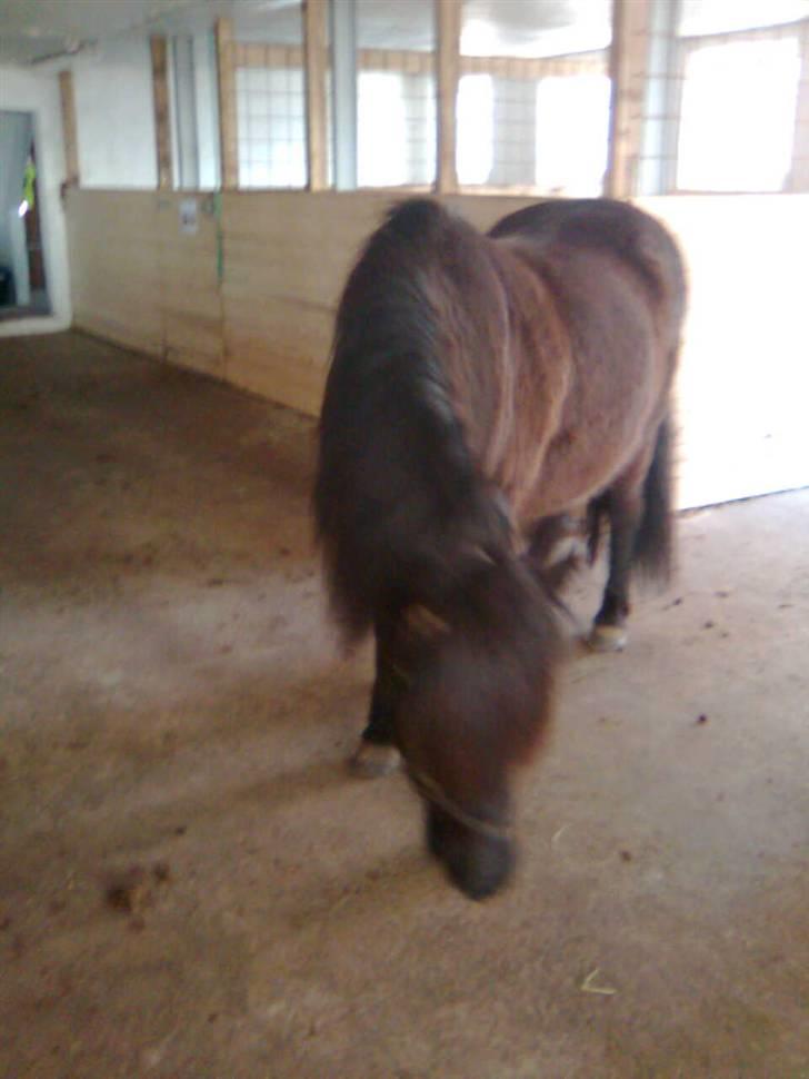 Islænder Fjølvi - Fjøller-bøller inde i stalden billede 8