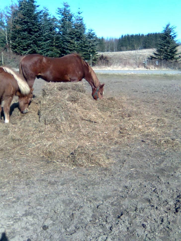 Anden særlig race Bakkebos Champ - det er altid godt med en mundfuld mad :P billede 20