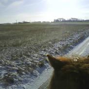 Islænder Palli fra Blochgården RIP