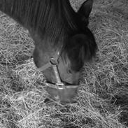 Traver Tøsen (Thunders May)