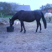 Traver Tøsen (Thunders May)