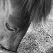 Traver Tøsen (Thunders May)