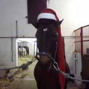 Anden særlig race Stella [elev pony]