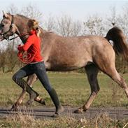 Arabisk fuldblod (OX) Charat