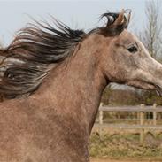 Arabisk fuldblod (OX) Charat