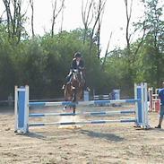 Dansk Varmblod Engvanggårds Waldérieur *solgt*