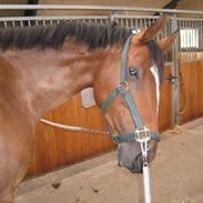 Dansk Varmblod Engvanggårds Waldérieur *solgt*