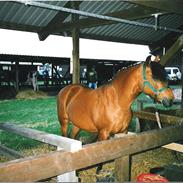 New Forest Hedelunds Flicka