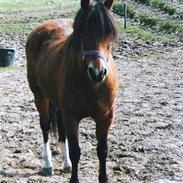 New Forest Hedelunds Flicka