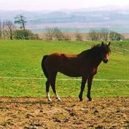 New Forest Hedelunds Flicka