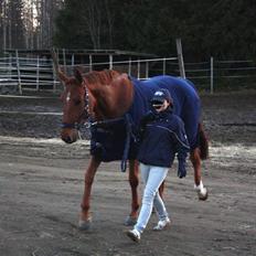 Hollandsk Varmblod Wietje