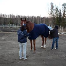 Hollandsk Varmblod Wietje