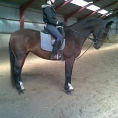 Dansk Varmblod Primadonna 