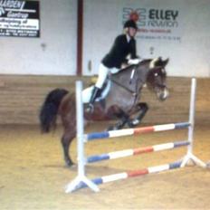 Dansk Varmblod Primadonna 