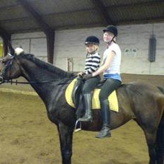 Dansk Varmblod Primadonna 